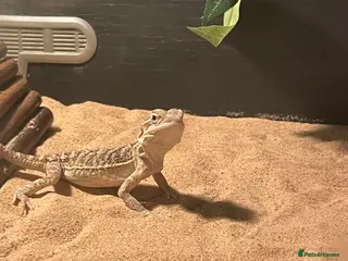 Bearded Dragon reptiles Young female bearded dragon - Advert 17