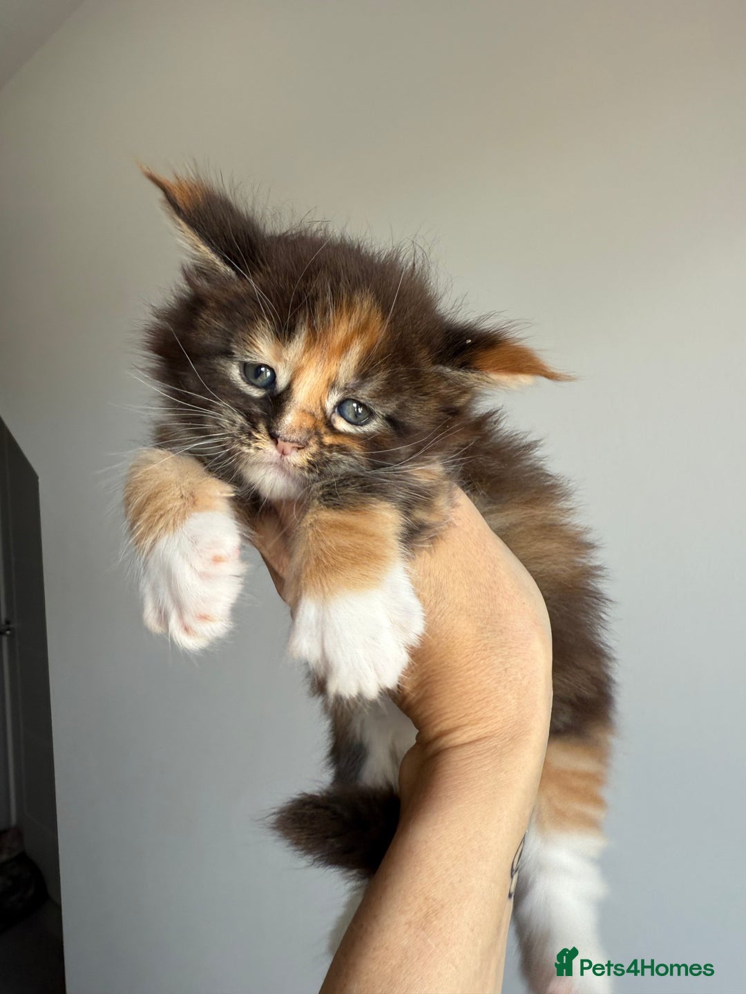 Maine Coon cats for sale: Ready for reservation 🥰 - Image 13