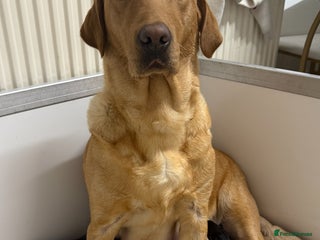 Labrador Retriever dogs Beautiful litter of labradors - Advert 1