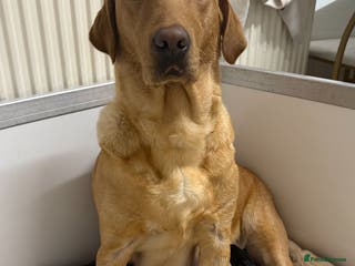 Labrador Retriever dogs Beautiful litter of labradors - Advert 17