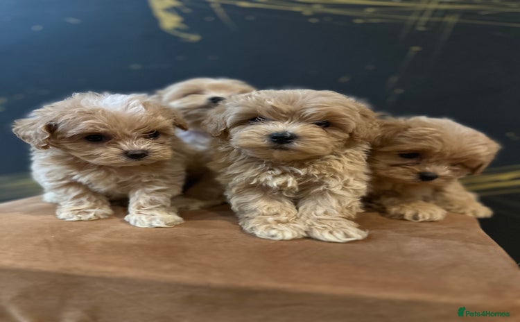 Maltipoo dogs - Advert 4