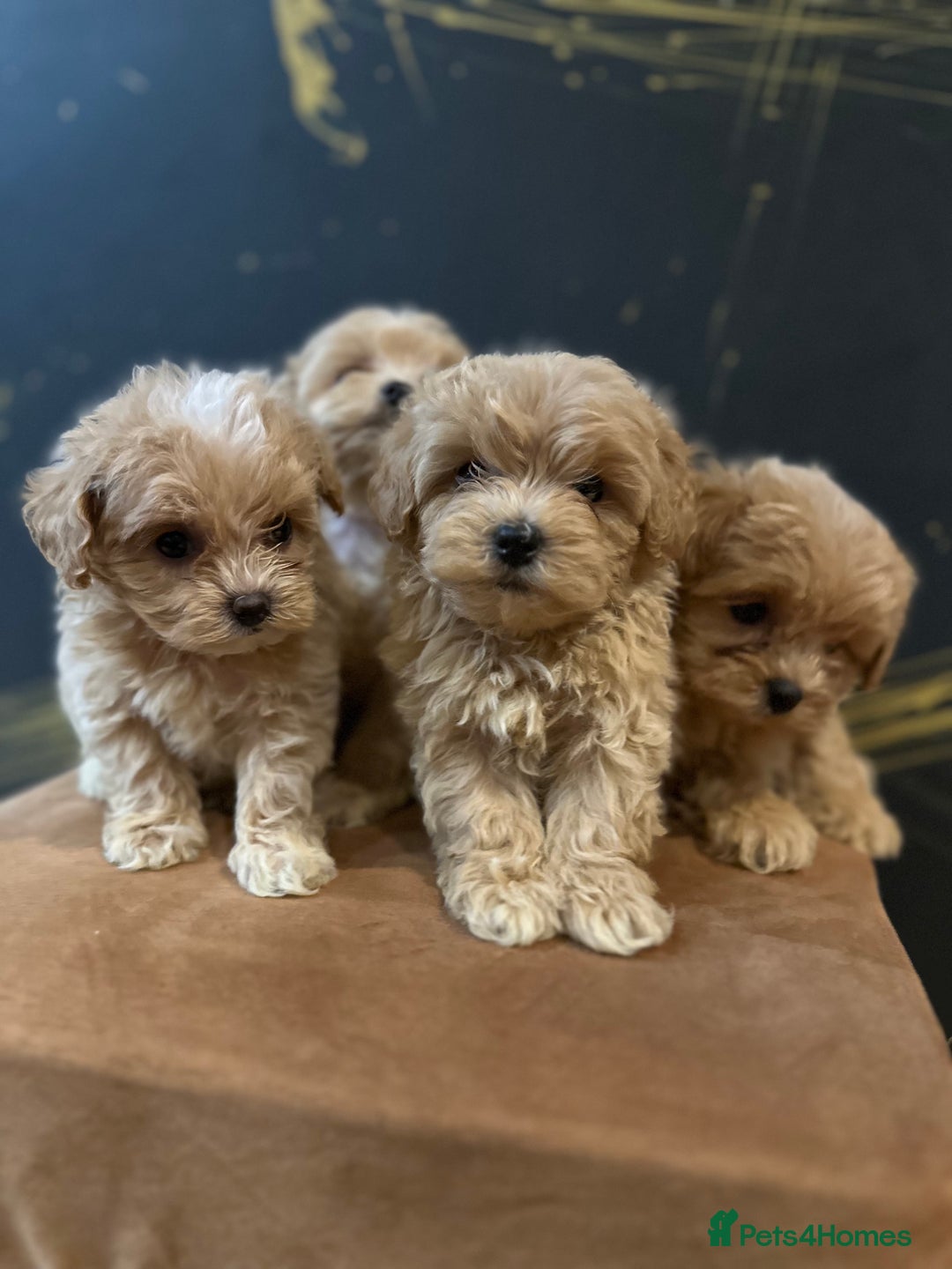 Maltipoo dogs for sale: Gourgeous toy maltipoo puppies❤️ - Image 1