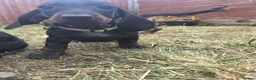 Dachshund dogs for sale:  kc registered standard smooths - Advert 20
