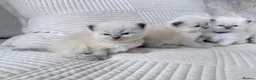 Ragdoll cats for sale: Blue Point Ragdoll Kittens for sale - Advert 29