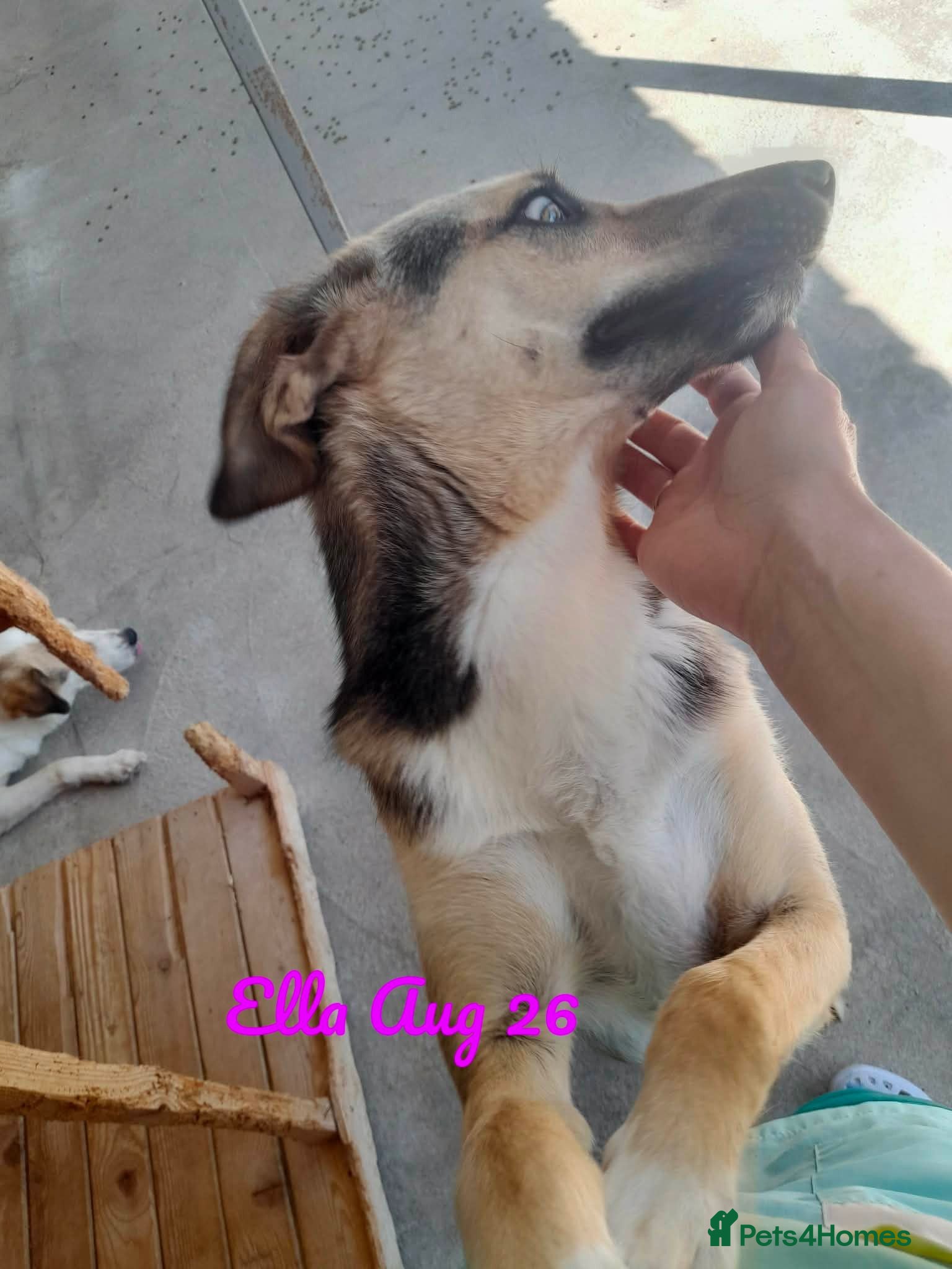 Mixed Breed dogs Ella, 2 yrs approx. Available for adoption  - Advert 5