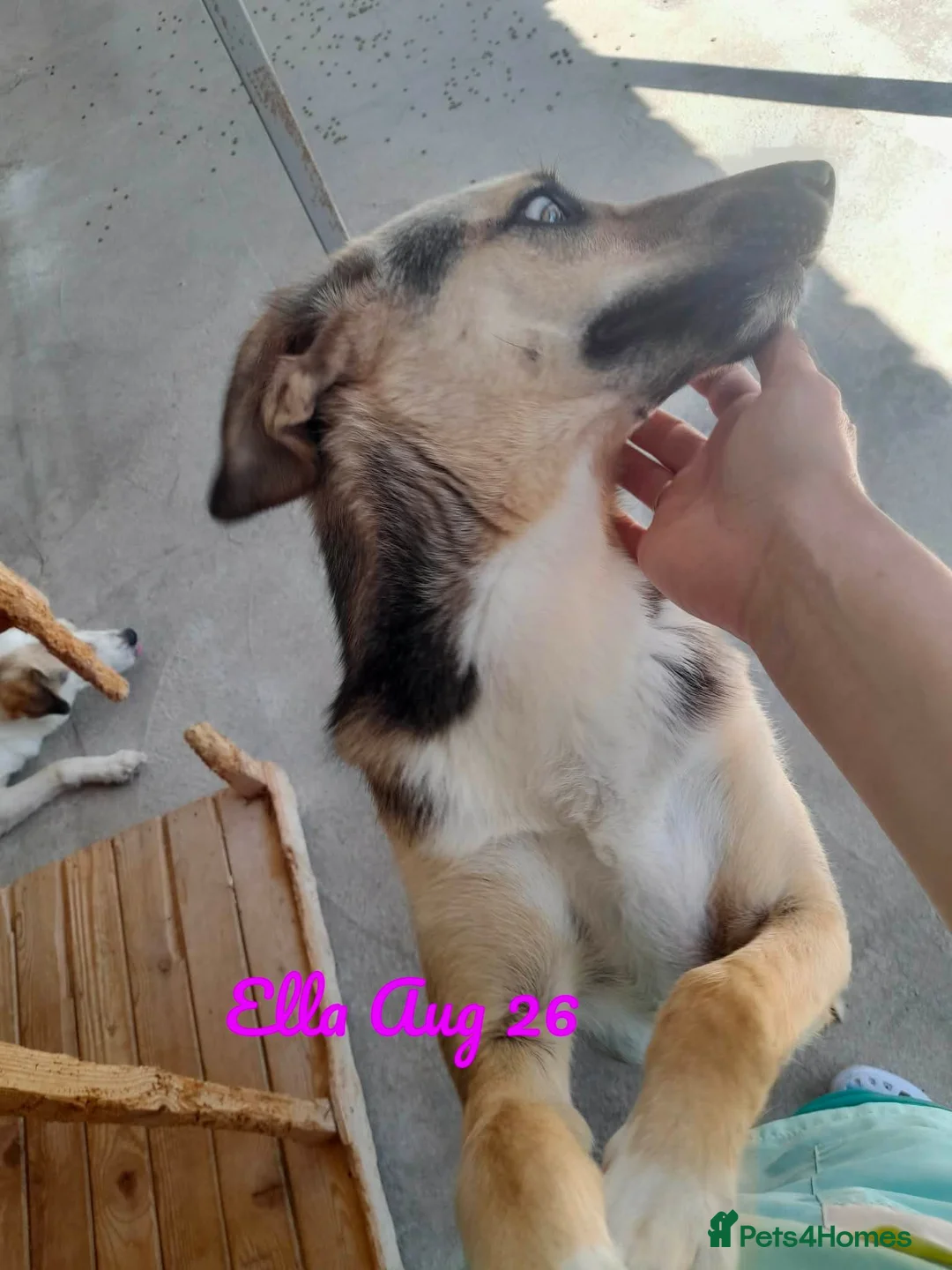 Mixed Breed dogs for adoption: Ella, 2 yrs approx. Available for adoption  - Advert 1