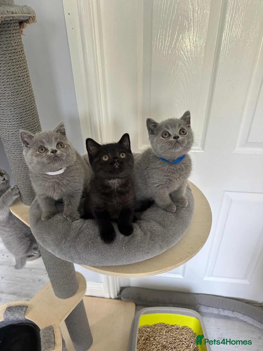 British Shorthair cats for sale: Gccf registered pedigrees kittens - Image 5