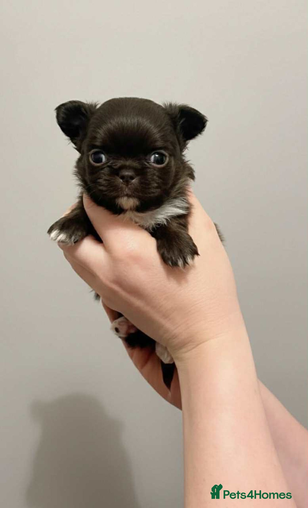 Chihuahua dogs for sale: Chihuahua  - Advert 5