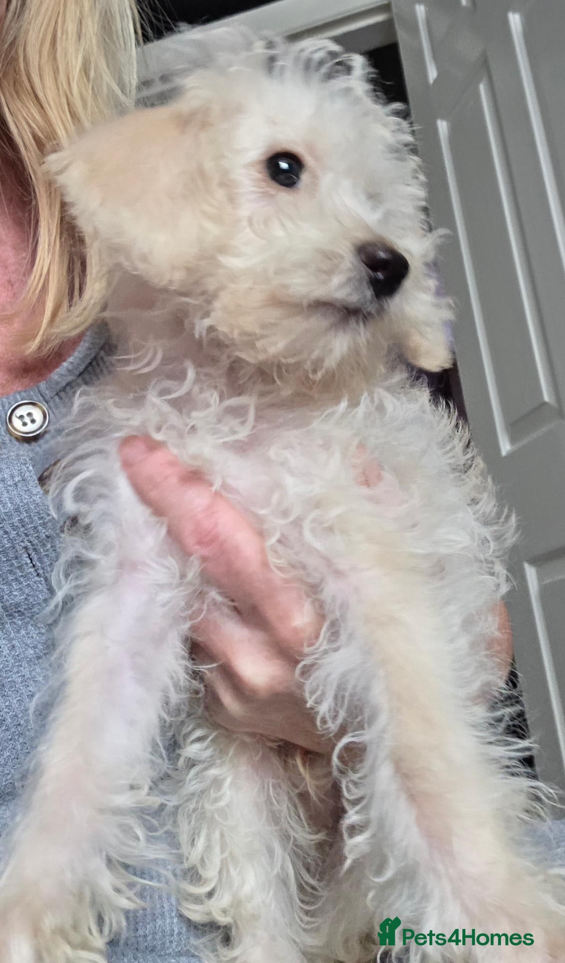 Jackapoo dogs Toy poodle 3/4 puppies  - Advert 4