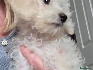 Jackapoo dogs Toy poodle 3/4 puppies - Advert 4