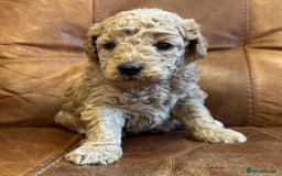 Toy Poodle dogs for sale: Toy poodles  - Image 12