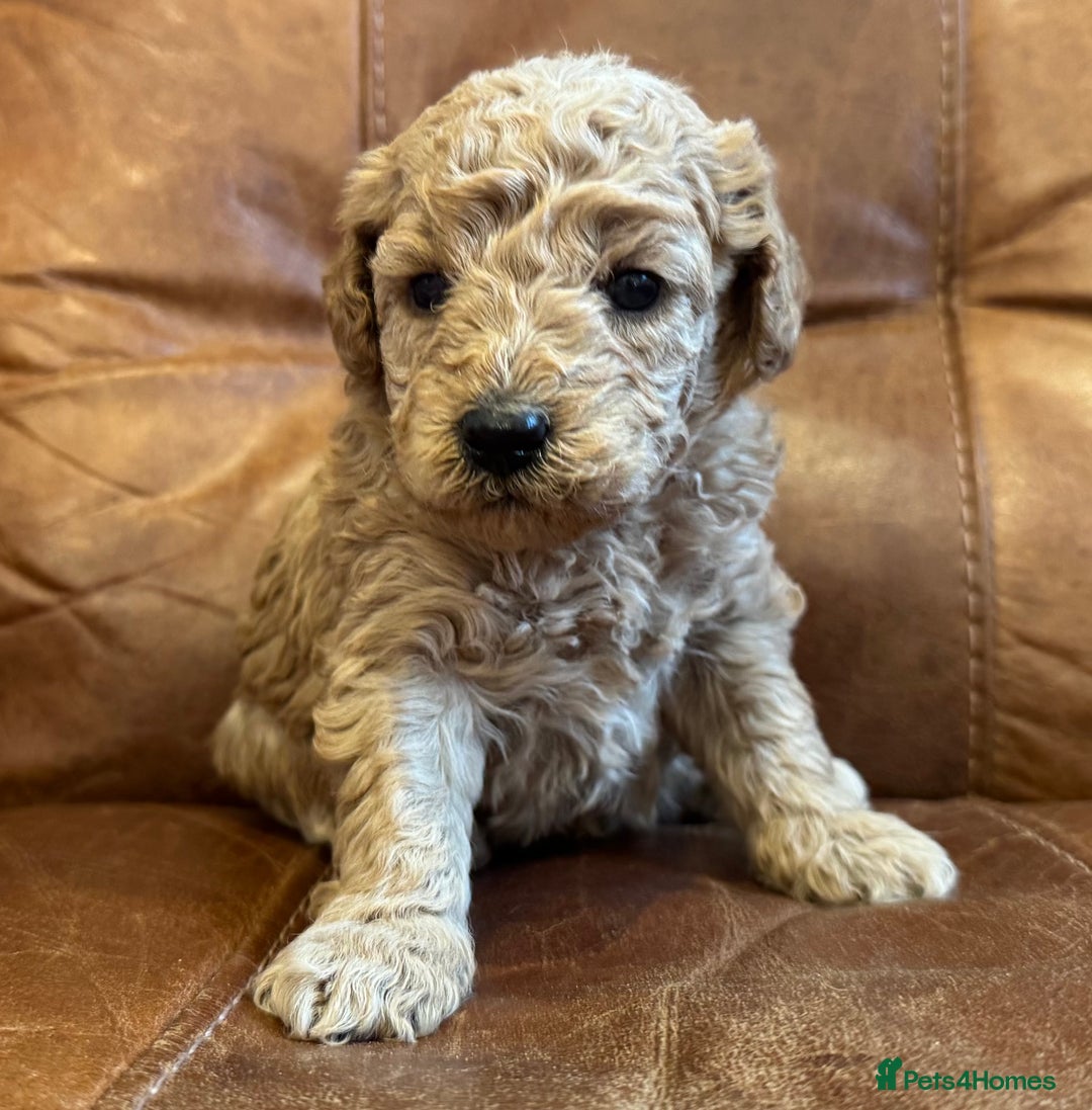 Toy Poodle dogs for sale: Toy poodles  - Image 12