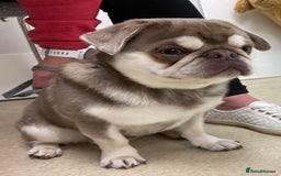 Pug dogs for stud: lilac tan pug KC & 5panel health tested in Newcastle - Image 8