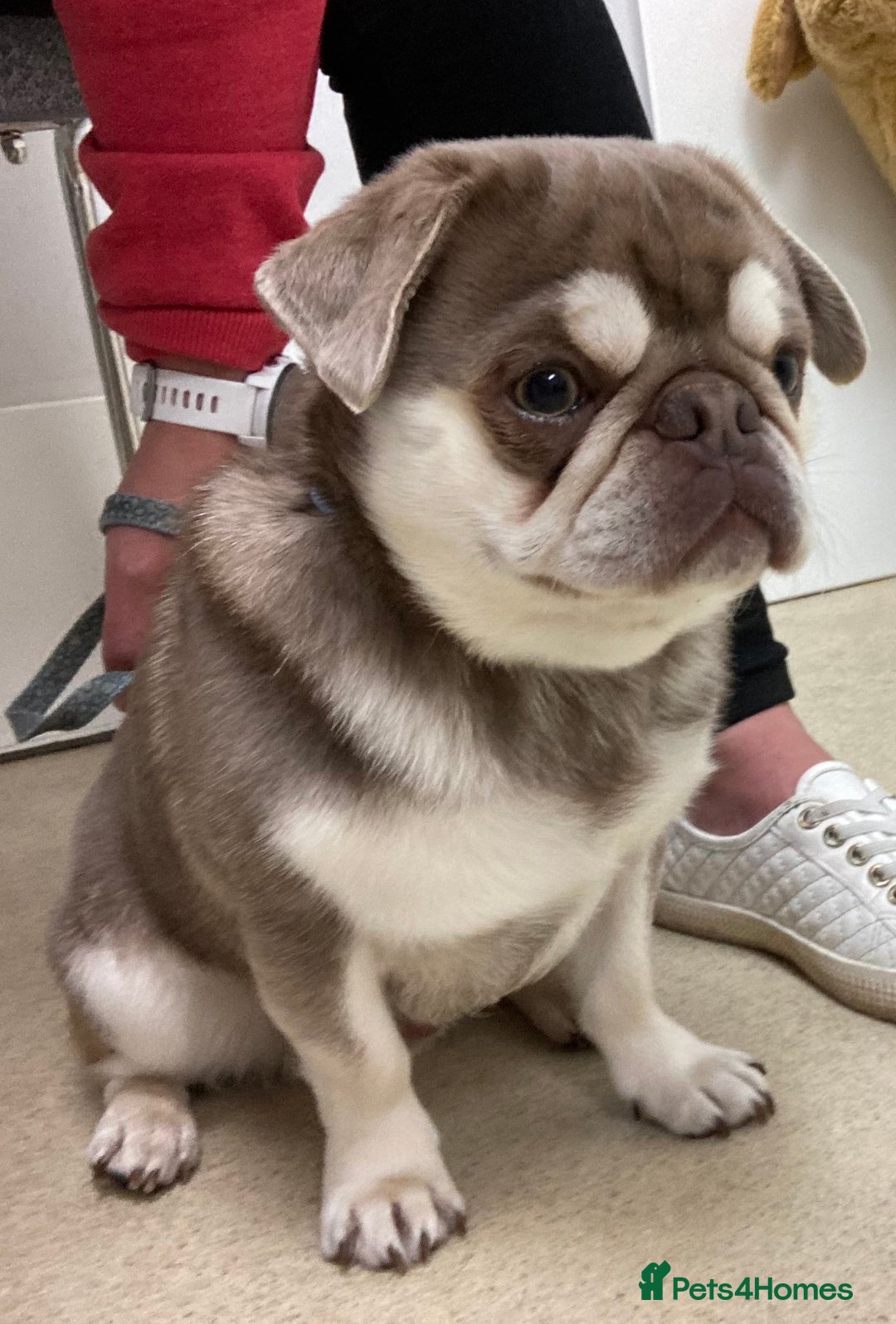 Pug dogs for stud: lilac tan pug KC & 5panel health tested in Newcastle - Image 8