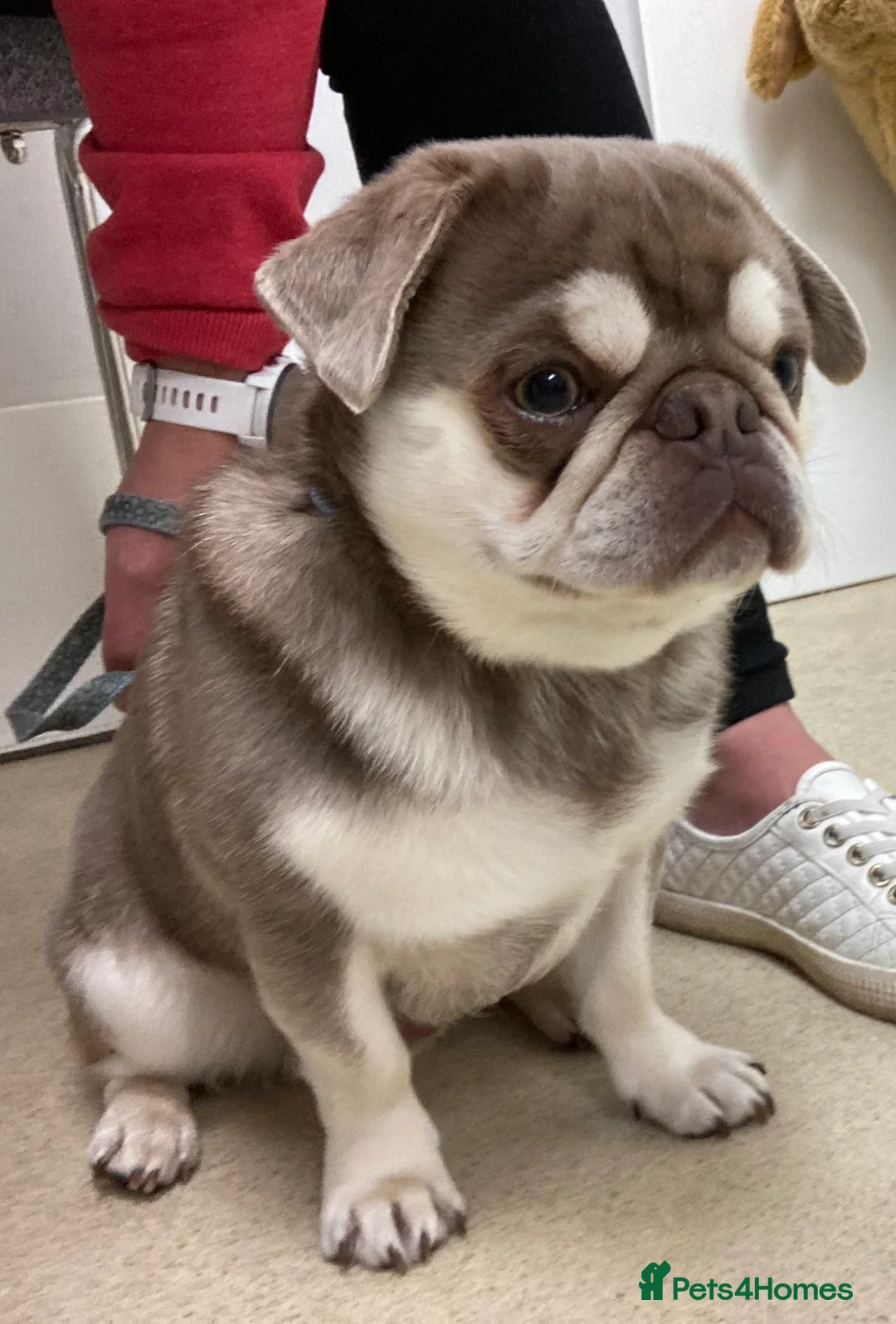 Pug dogs for stud: lilac tan pug KC & 5panel health tested - Advert 9