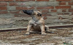 Whippet dogs for sale: 99% whippets (Merle) - Image 18