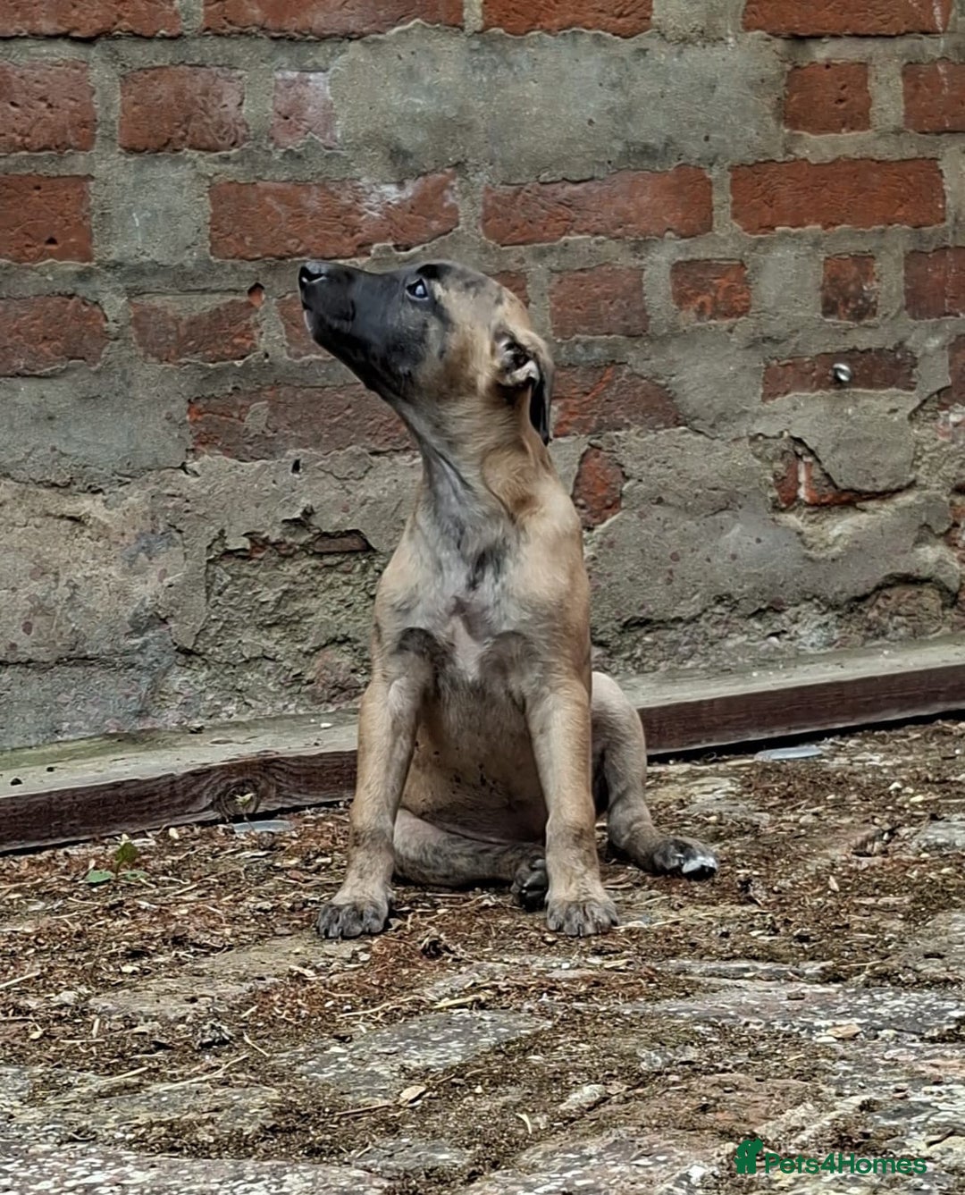 Whippet dogs for sale: 99% whippets (Merle) - Image 18