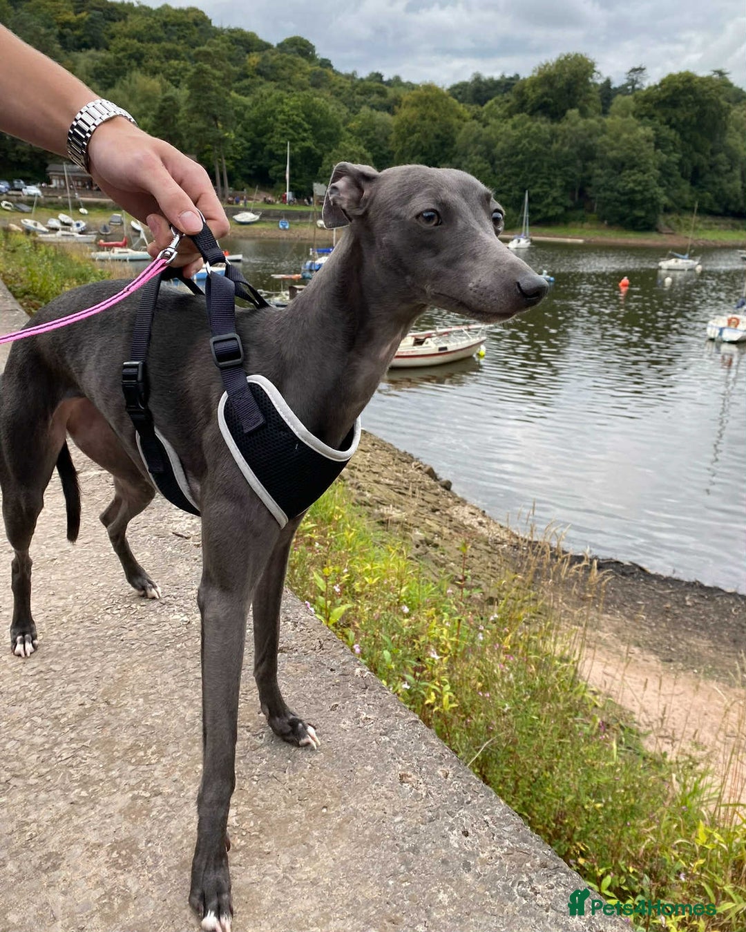 Whippet dogs for sale: 6 stunning whippet puppies  - Image 17