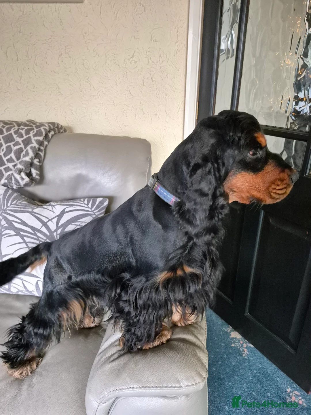 Cocker Spaniel dogs for stud: Show cocker spaniel stud in Brentwood - Advert 6