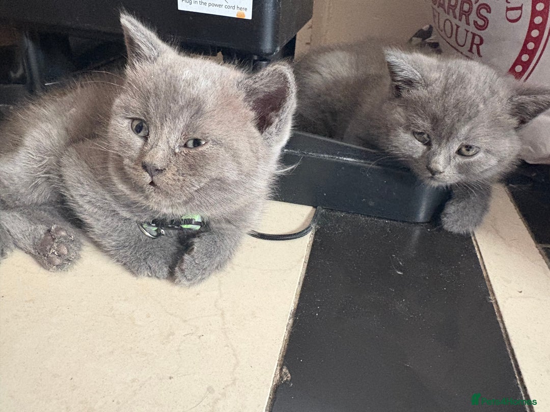 British Shorthair cats for sale: British Shorthair kittens  - Advert 5