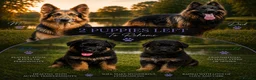 German Shepherd dogs for sale: 2 healthy straight back KC registered male GSP's  - Advert 1