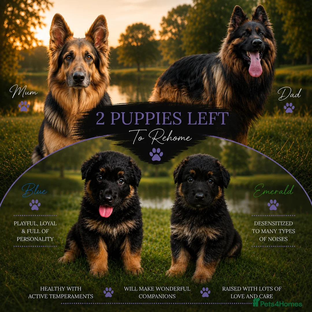 German Shepherd dogs for sale: 2 healthy straight back KC registered male GSP's  - Advert 1
