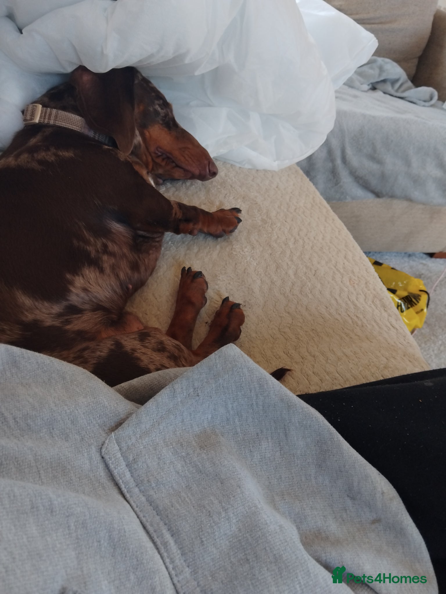 Miniature Dachshund dogs Beautiful Miniature Dachshund - Advert 1