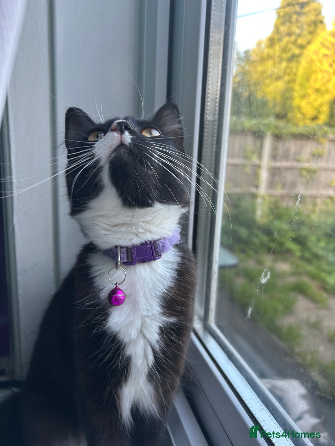 Mixed Breed cats for sale: Female kitten looking for home - Image 6