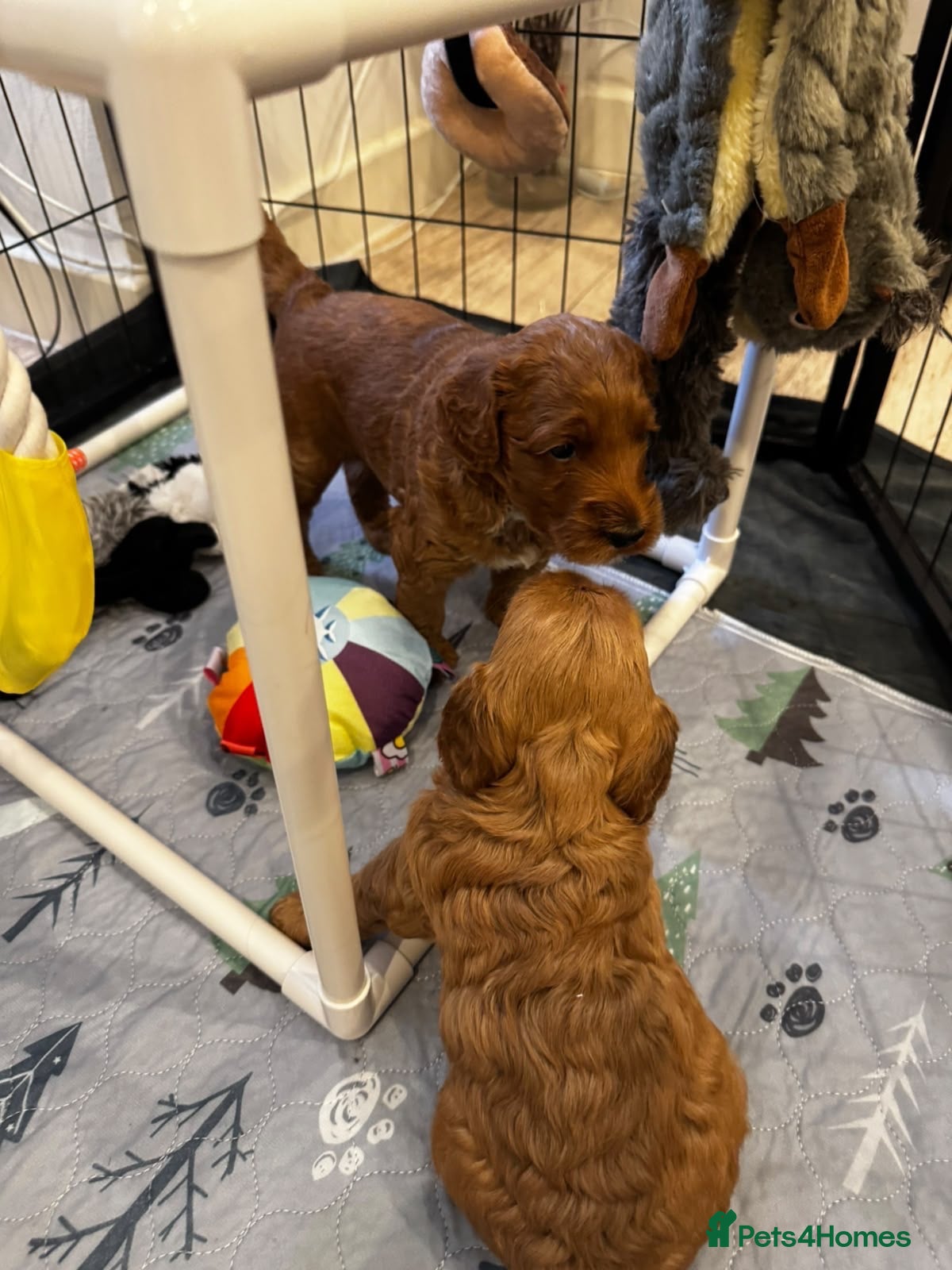 Mixed Breed dogs Two Beautiful Double Doodle Puppies – Boy & Girl - Advert 2