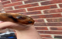 Hamster rodents for sale: Syrian Hamster For Sale Middlesbrough in Middlesbrough - Image 3
