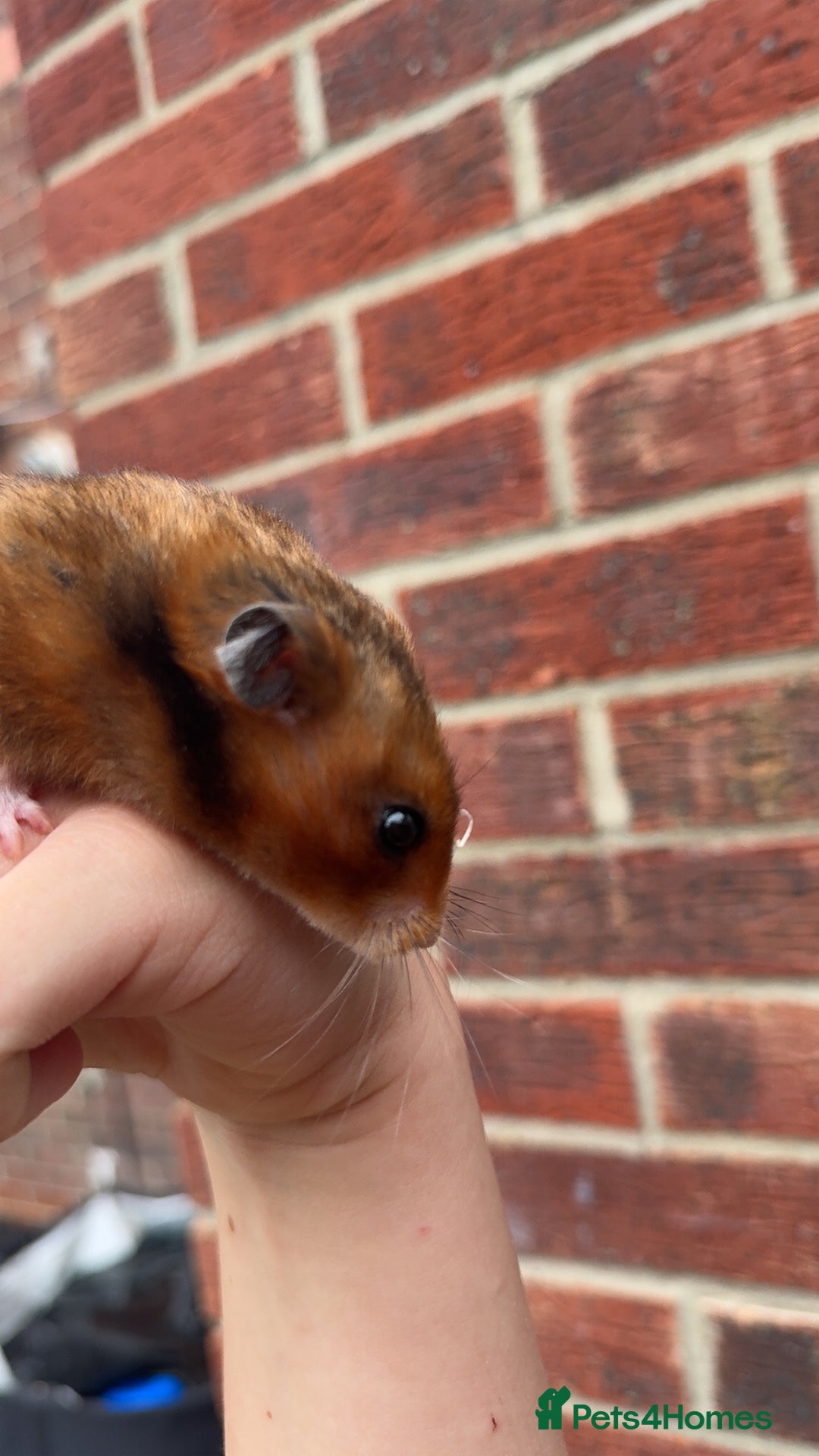 Hamster rodents for sale: Syrian Hamster For Sale Middlesbrough in Middlesbrough - Image 3