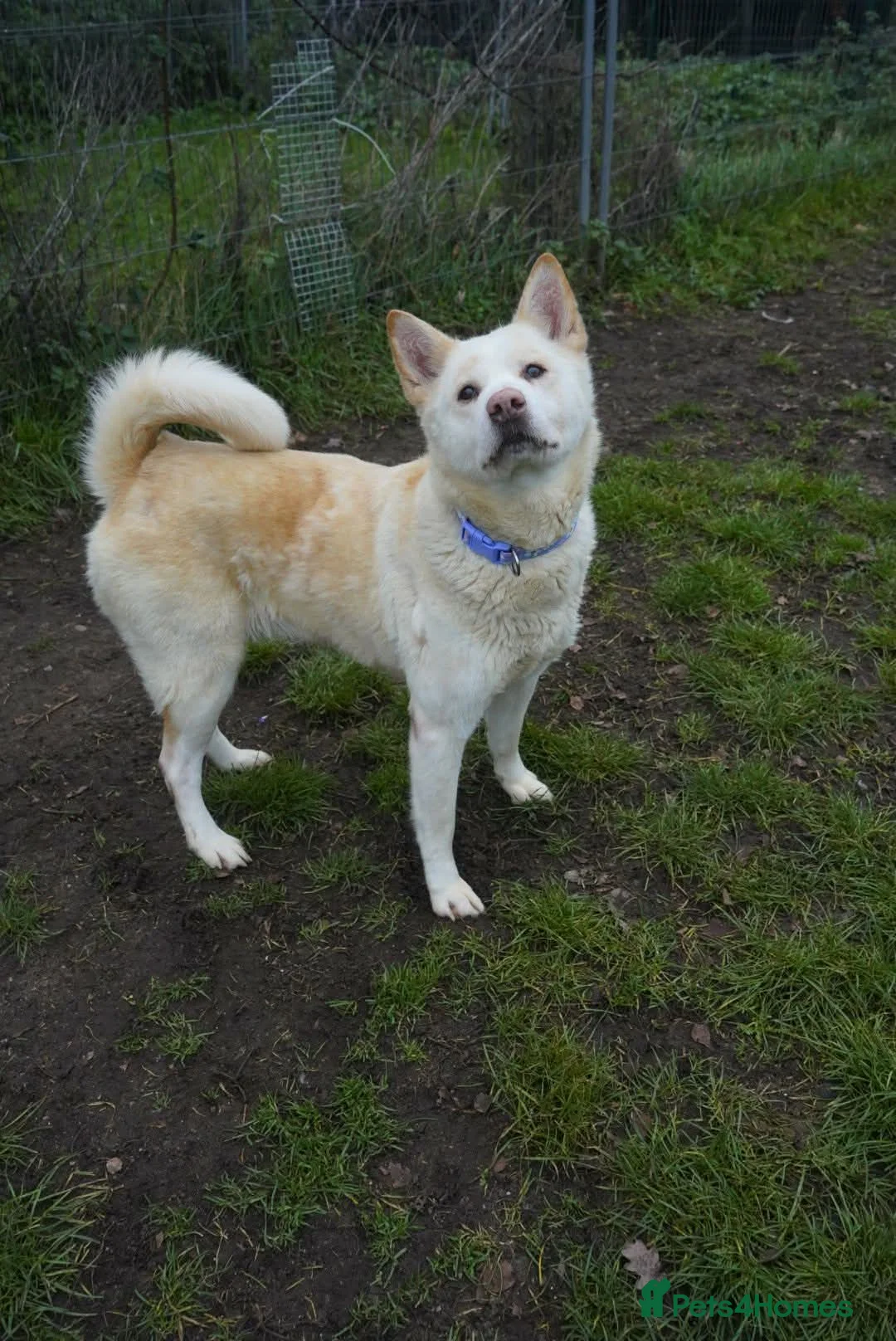 Akita dogs for adoption: Mitzi - Advert 6