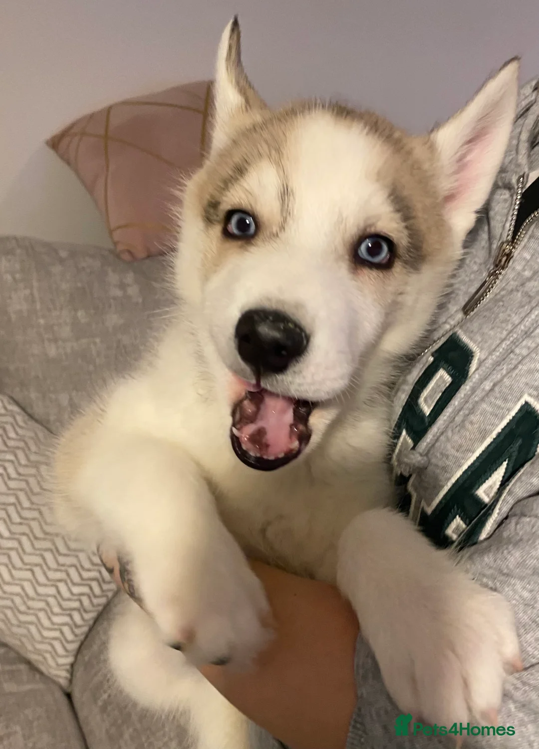 Siberian Husky dogs for sale: Siberian Husky puppies  - Advert 11