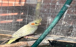 Parrots birds for sale: Cockatiels babies  in Pontefract - Image 1