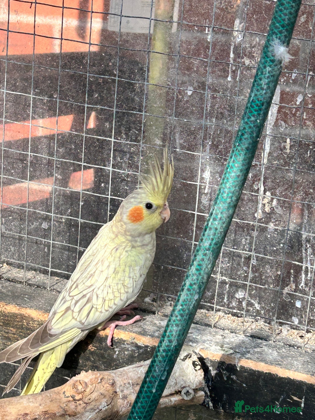 Parrots birds for sale: Cockatiels babies  in Pontefract - Image 1