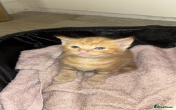 British Shorthair cats for sale: Beautiful kittens for sale 🩷💙 - Image 1