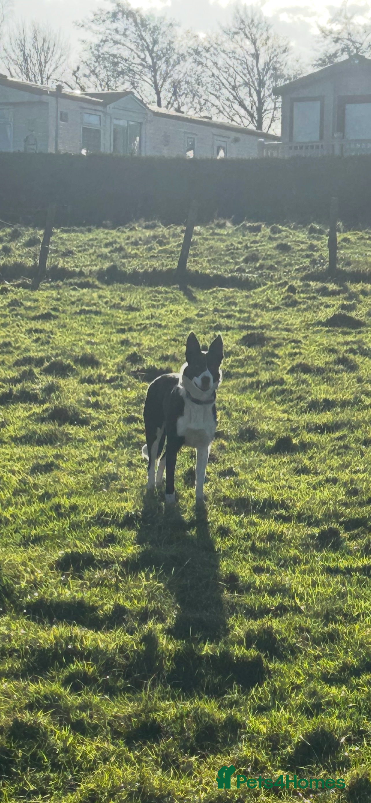 Border Collie dogs 7 black and white collie pups - Advert 4