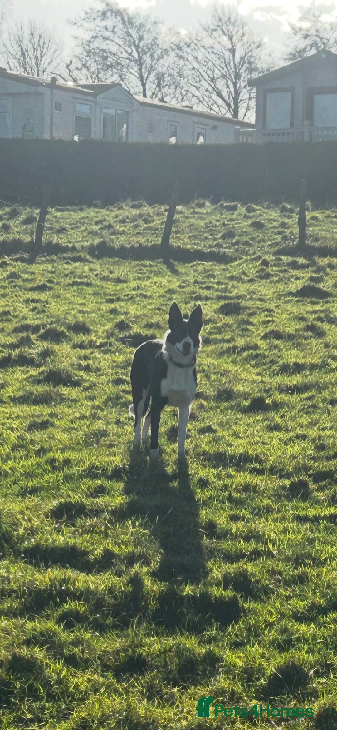 Border Collie dogs for sale: 6 healthy border collie pups - Advert 9