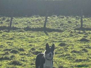 Border Collie dogs 7 black and white collie pups - Advert 14