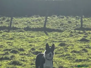 Border Collie dogs 7 black and white collie pups - Advert 6