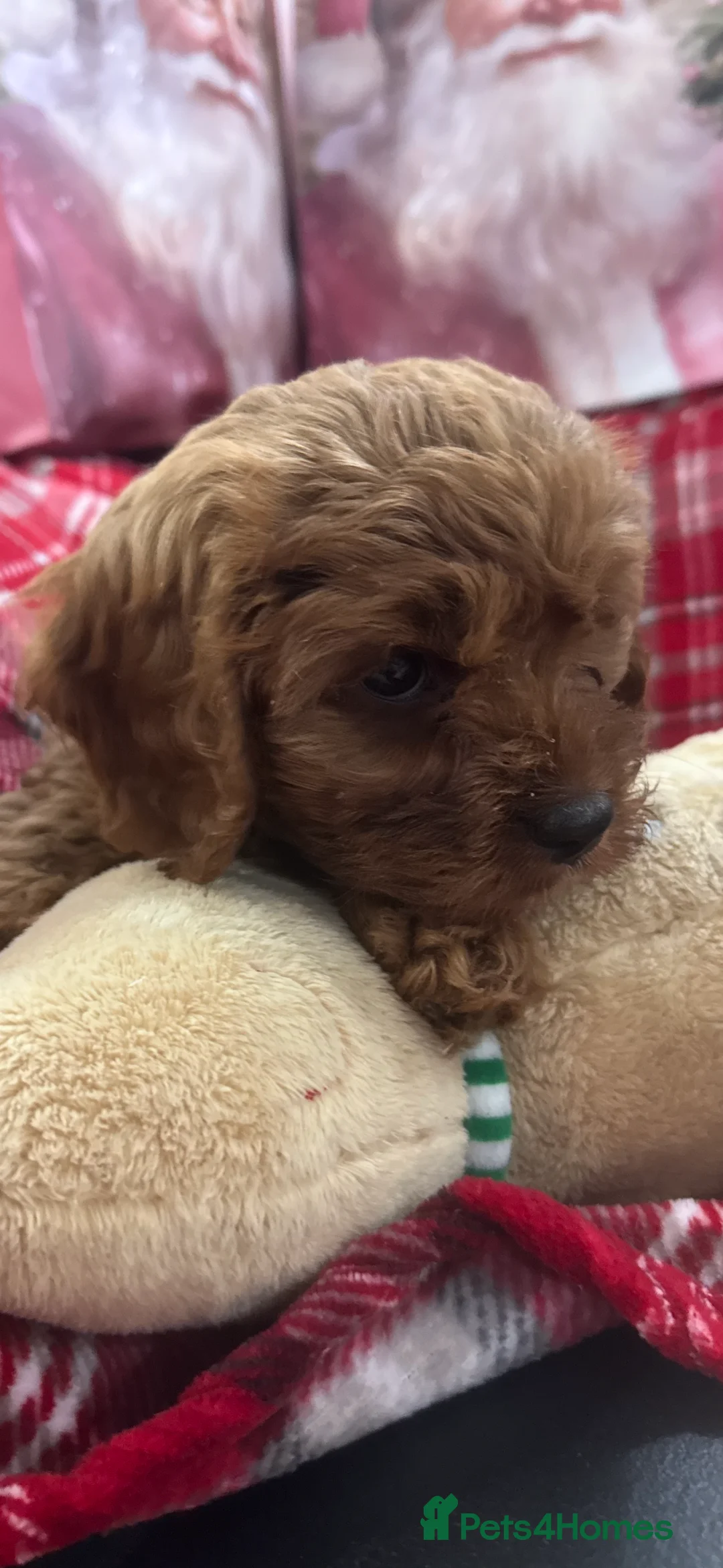 Cavapoo dogs for sale: Cavapoo boy pups ready now 🏡 - Advert 10