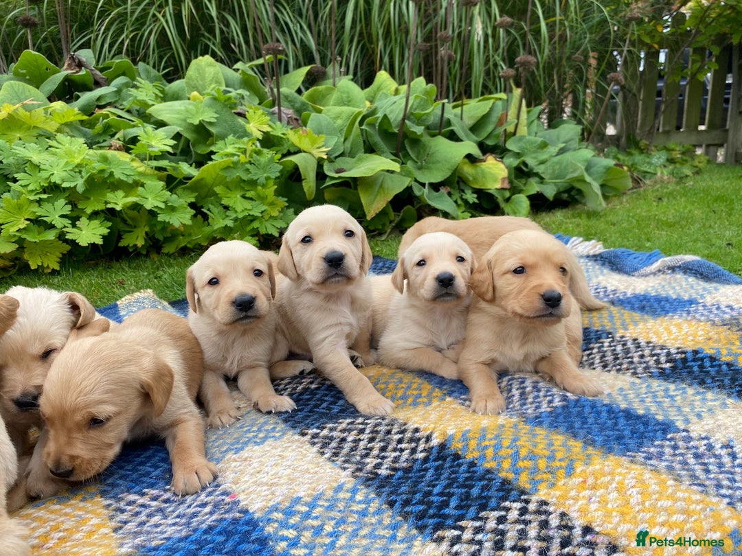 Goldador dogs for sale: Gorgeous Goldador Puppies for Sale - Image 3