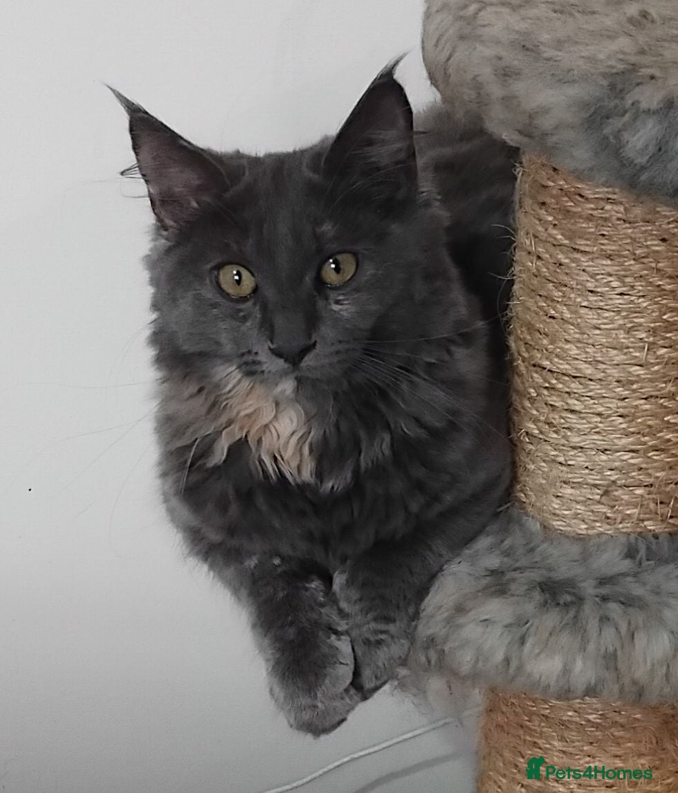 Maine Coon cats Rare blue/cream smoke maine coon kittens - Advert 1