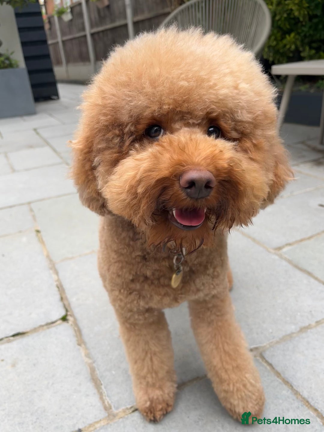 Miniature Poodle dogs for sale: Red miniature poodle pups-parentsDNA health tested - Advert 6