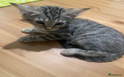 Bengal cats for sale: Bengal cross - Image 8