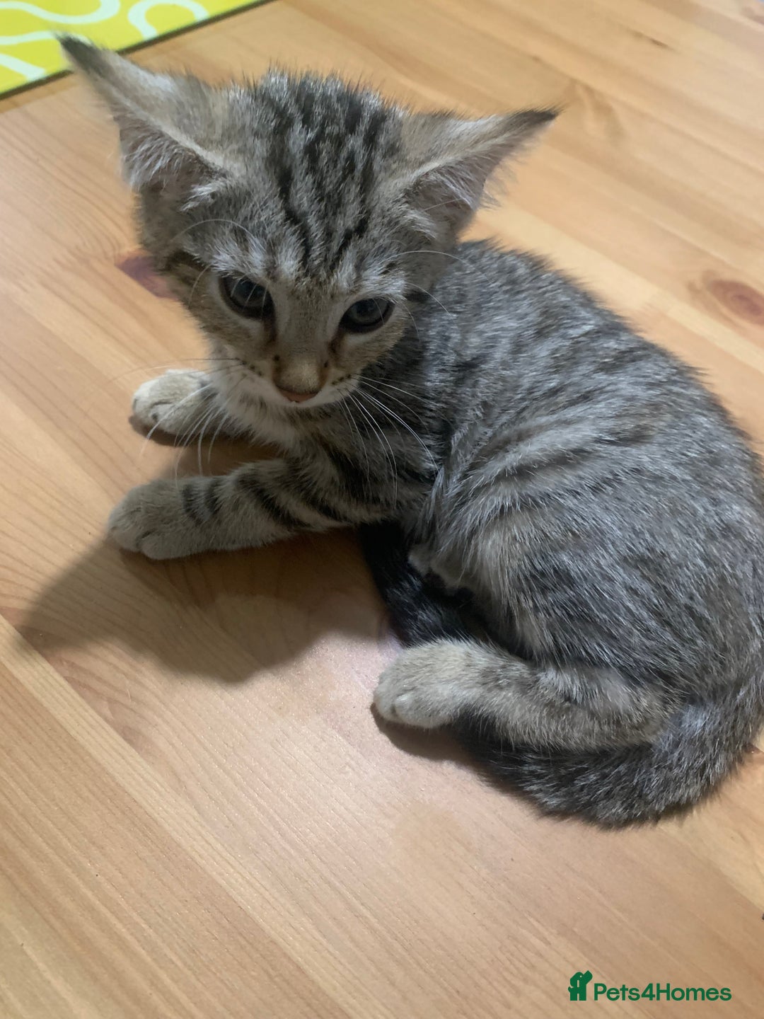 Bengal cats for sale: Bengal cross - Image 8
