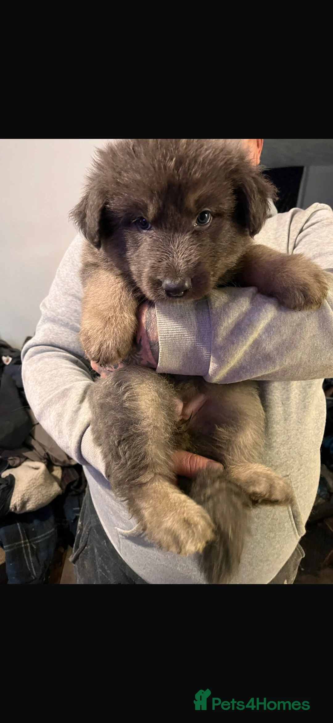 German Shepherd dogs for sale: Blue GSD’s 3 females remaining - Advert 2