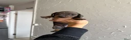 Miniature Dachshund dogs for sale: Beautiful Miniature Dachshund Puppies in Stanford-le-Hope - Advert 5