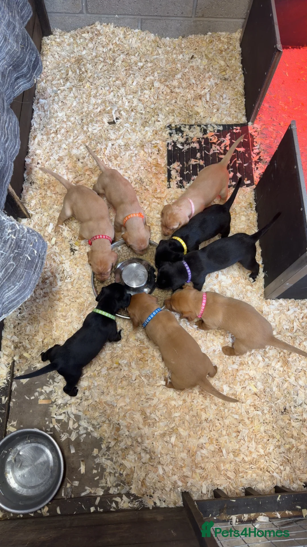 Labrador Retriever dogs for sale: Beautiful KC Lab Pups - Advert 2