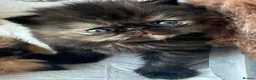 Persian cats for sale: Pure Persian kittens - Advert 14
